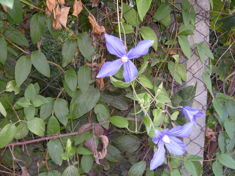 Purple Clematis Flower — Natural, Autumn