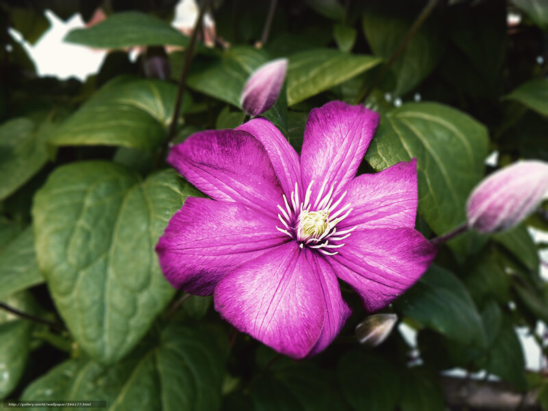 Purple Clematis Flower — Natural, Photograph, Green Leaves