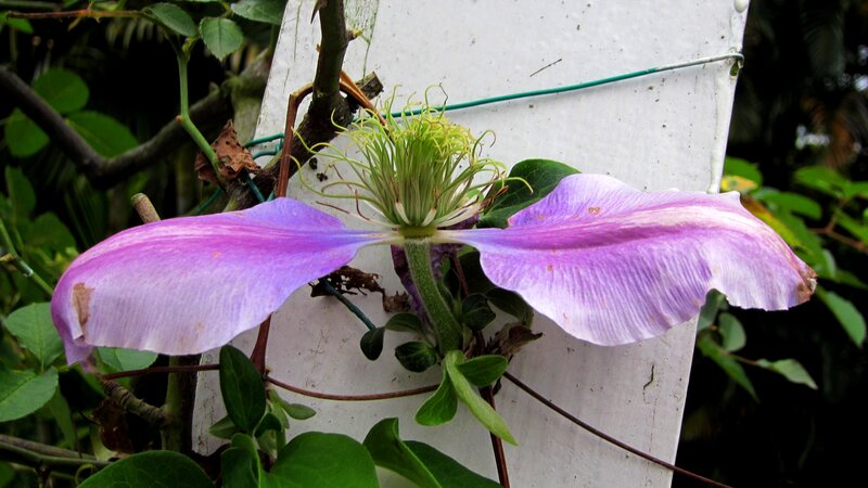Purple Clematis Flower — Natural, Photograph