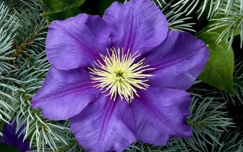 Purple Clematis Flower — Natural, Photograph, Yellow Stamen