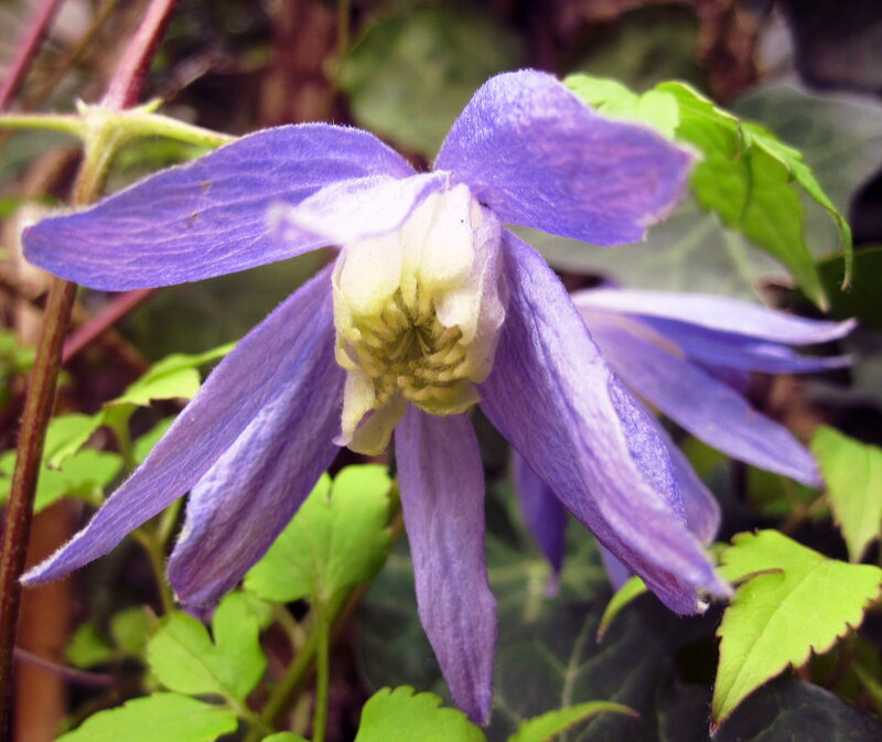 Purple Clematis Flower — Natural, Spring, Photograph, Green Leaves
