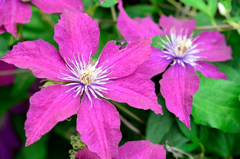 Purple Clematis Flower — Natural, Spring, Photograph, Petals