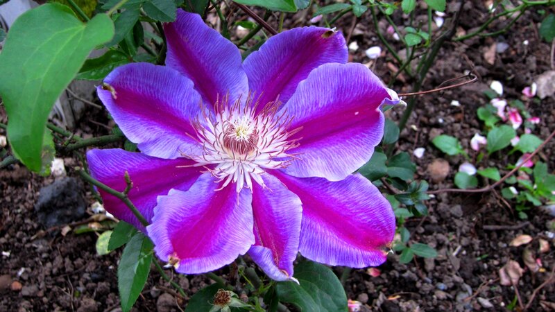 Purple Clematis Flower — Natural, Spring, Photograph
