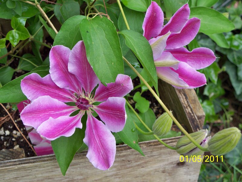 Purple Clematis Flower — Natural, Spring
