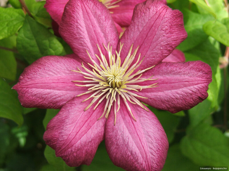 Purple Clematis Flower — Natural, Summer, Photograph