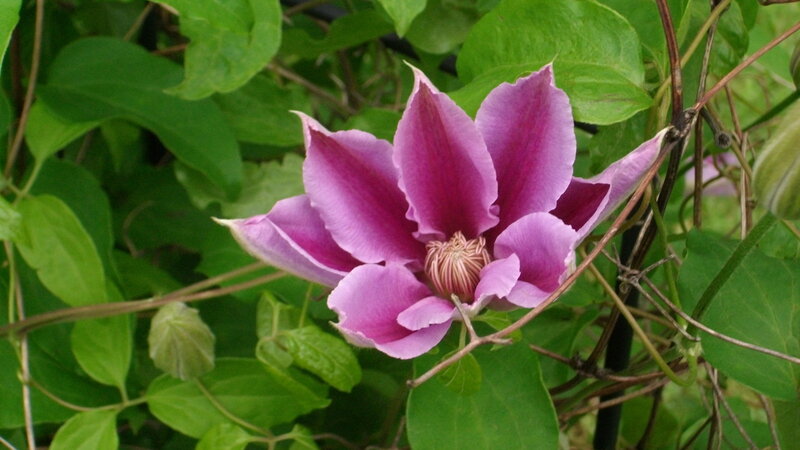 Purple Clematis Flower — Natural, Summer
