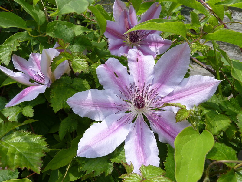 Purple Clematis Flower — Natural