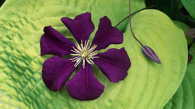 purple clematis flower on green leaf
