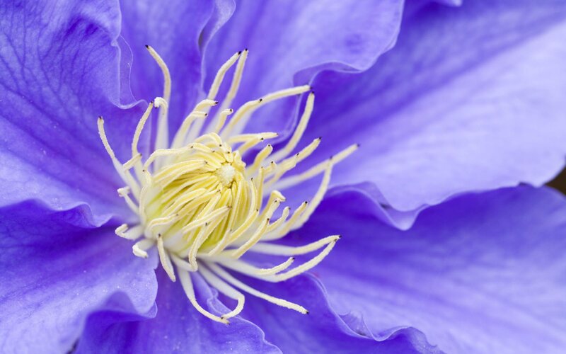 Purple Clematis Flower — Petals