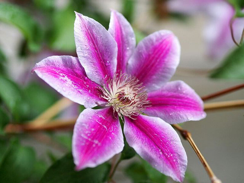 Purple Clematis Flower — Pink