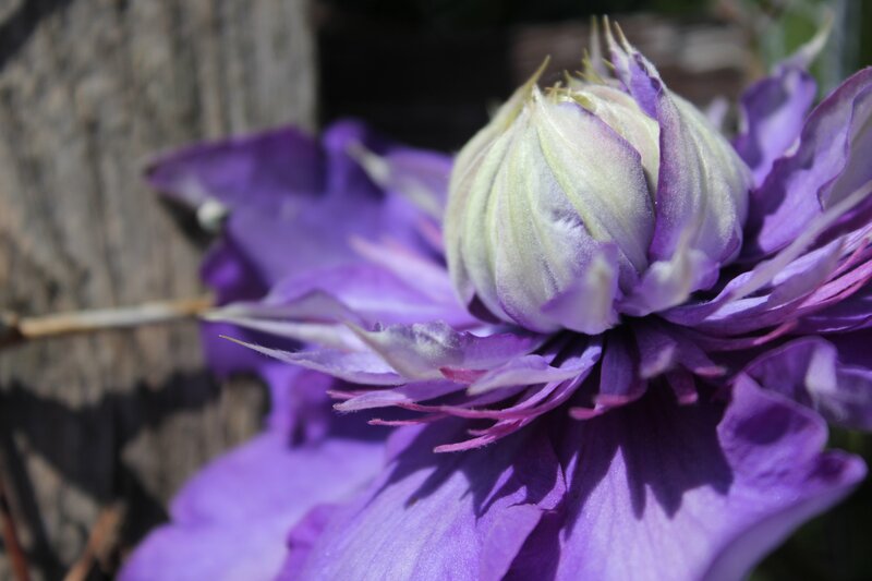 Purple Clematis Flower — Serene, Afternoon, Photograph, Flower Bud