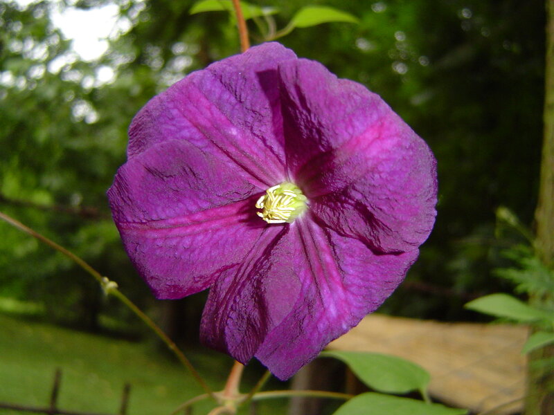 Purple Clematis Flower — Serene, Afternoon