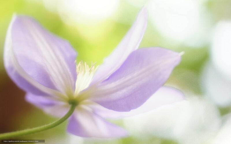 Purple Clematis Flower — Serene, Morning