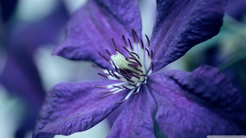 Purple Clematis Flower — Serene, Photograph, Petals, Stamen