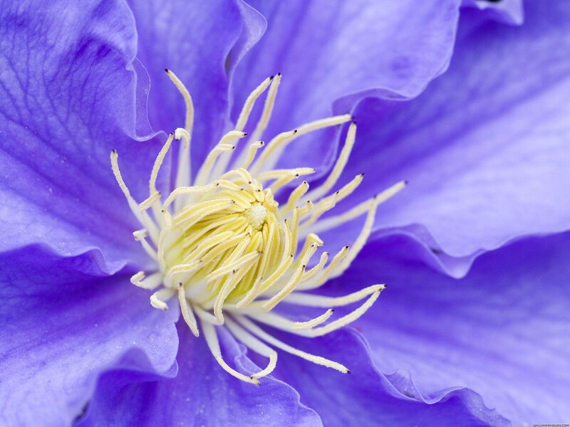 Purple Clematis Flower — Serene, Photograph, Petals