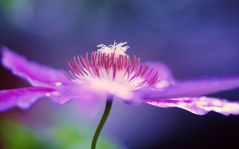 Purple Clematis Flower — Serene, Photograph, Stem