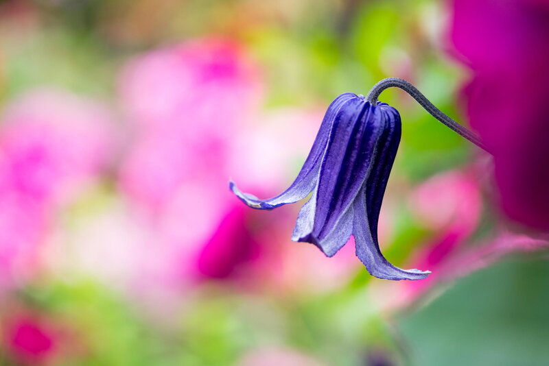 Purple Clematis Flower — Serene, Spring, Photograph, Stem