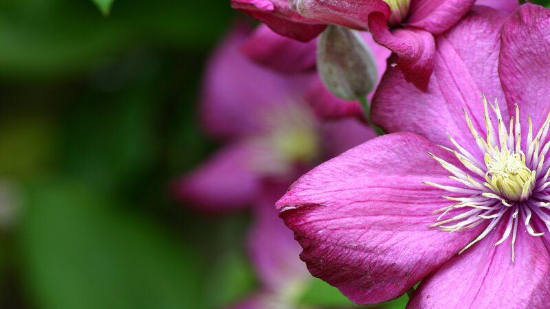Purple Clematis Flower — Serene, Spring, Photograph