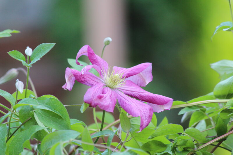 Purple Clematis Flower — Serene, Spring