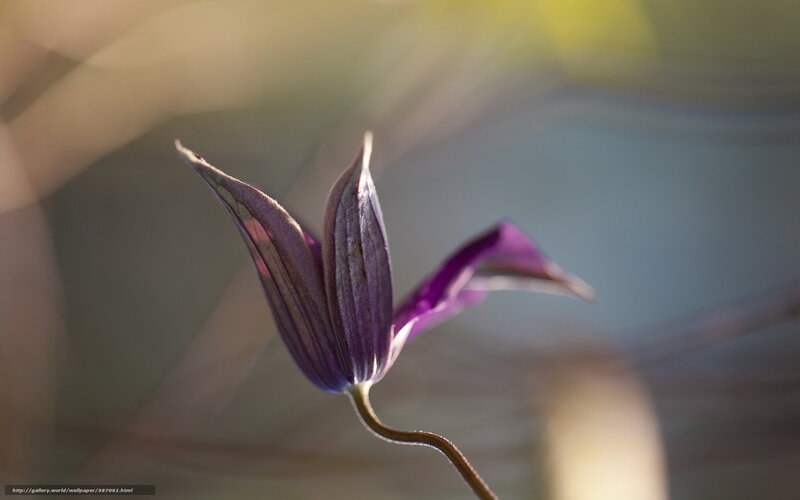 Purple Clematis Flower — Serene, Sunset, Photograph, Stem