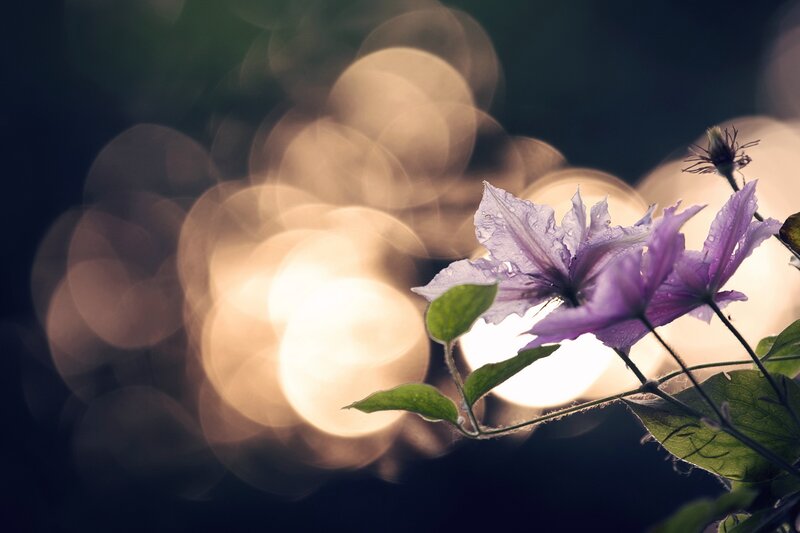 Purple Clematis Flower — Serene, Sunset, Photograph
