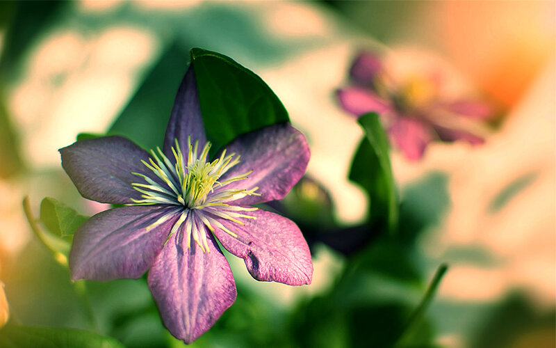 Purple Clematis Flower — Serene, Sunset