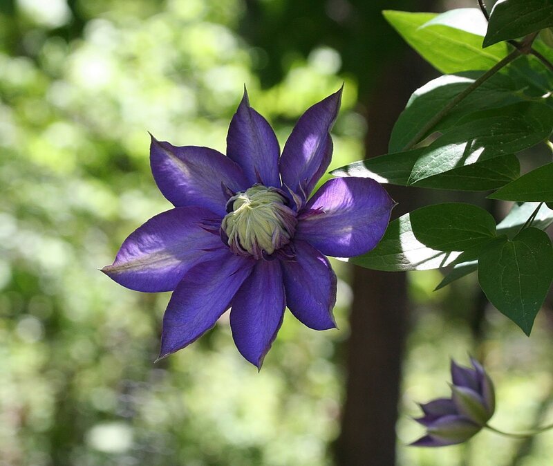 Purple Clematis Flower — Serene
