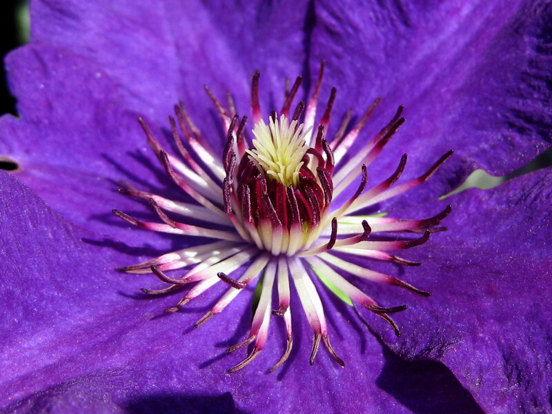 Purple Clematis Flower — Vibrant