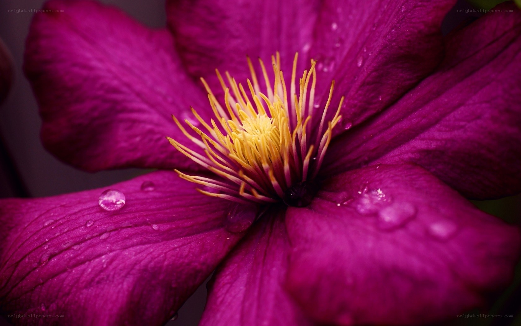 purple clematis flower with dew