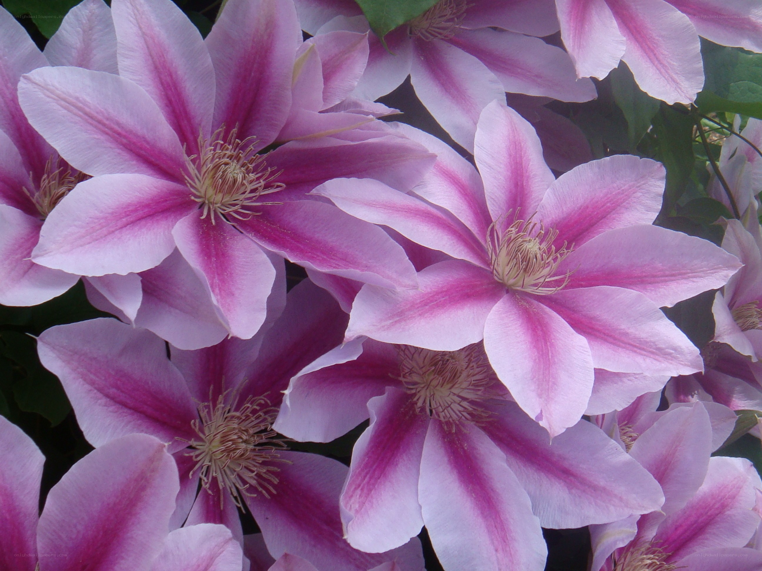 purple clematis flowers