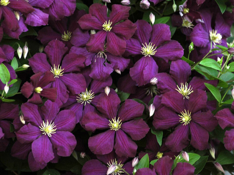 purple clematis flowers