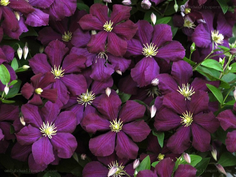 purple clematis flowers