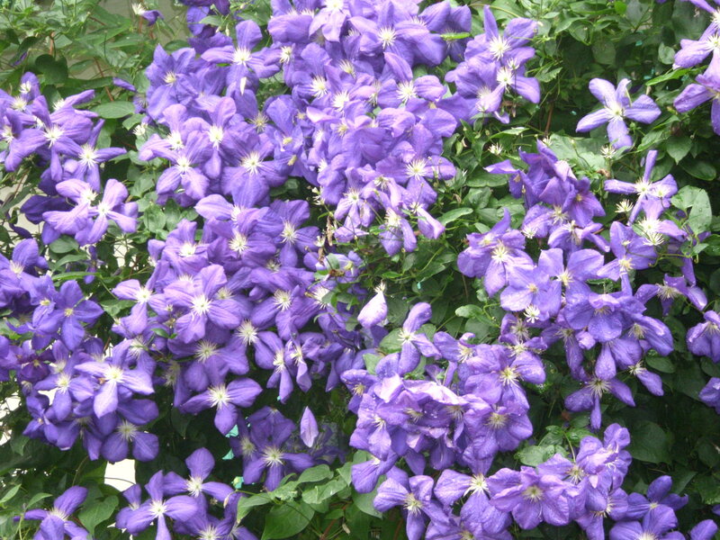 purple clematis flowers