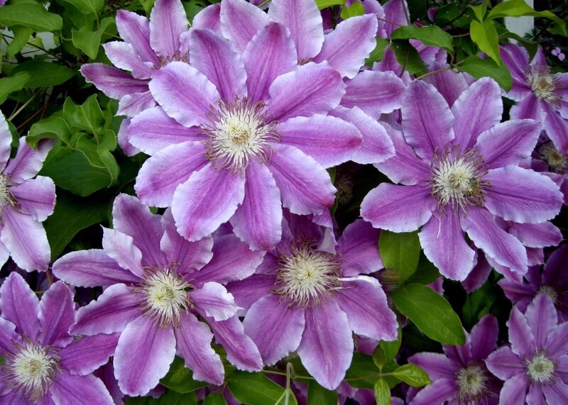 purple clematis flowers