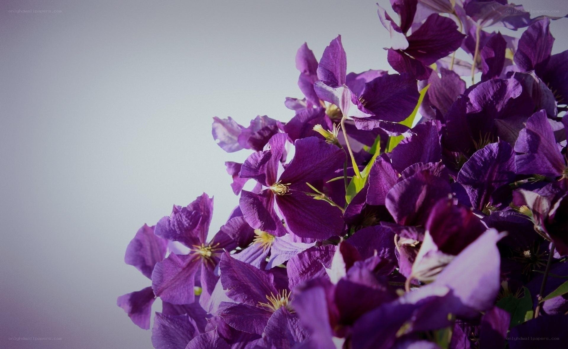 purple clematis flowers