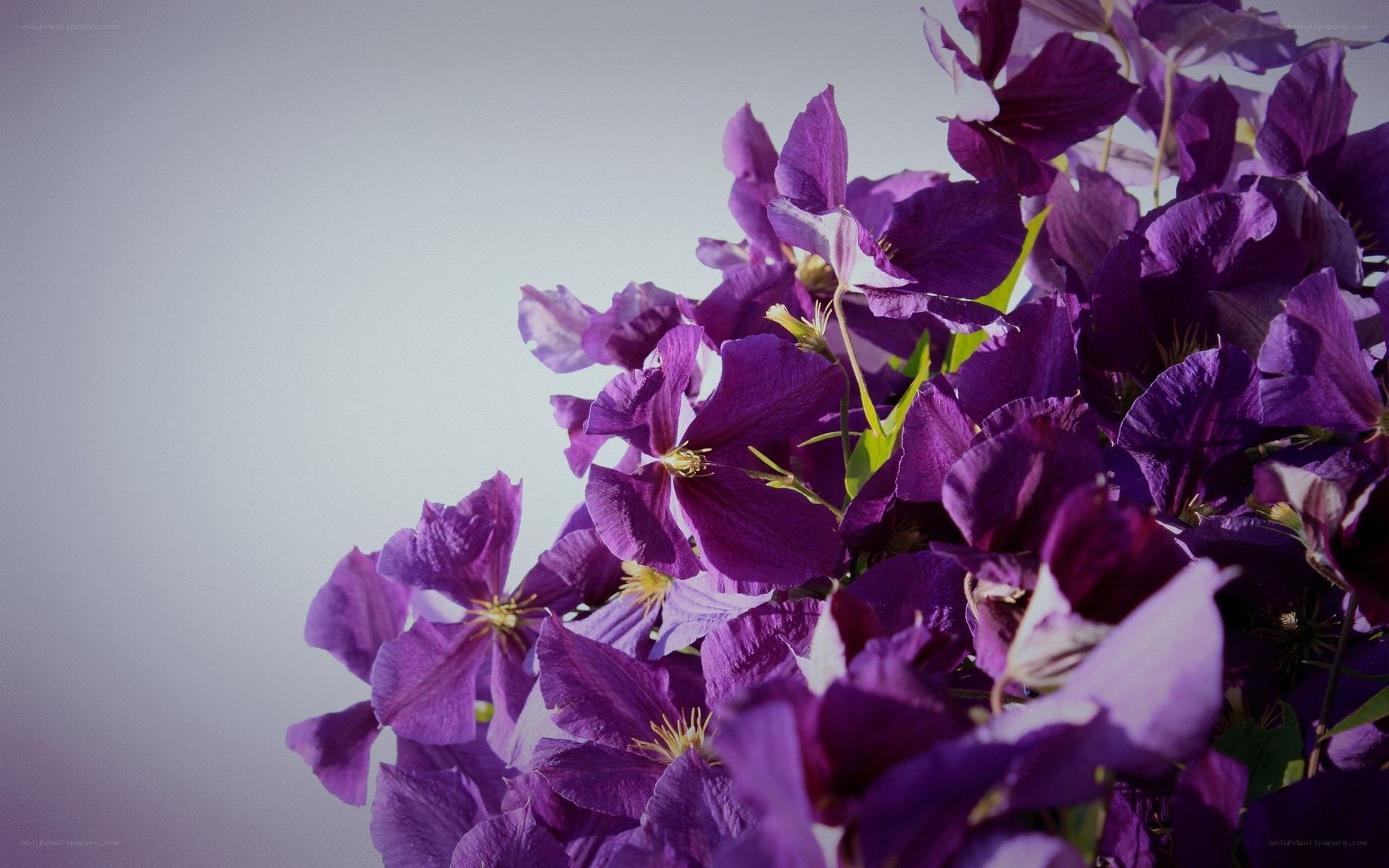 purple clematis flowers