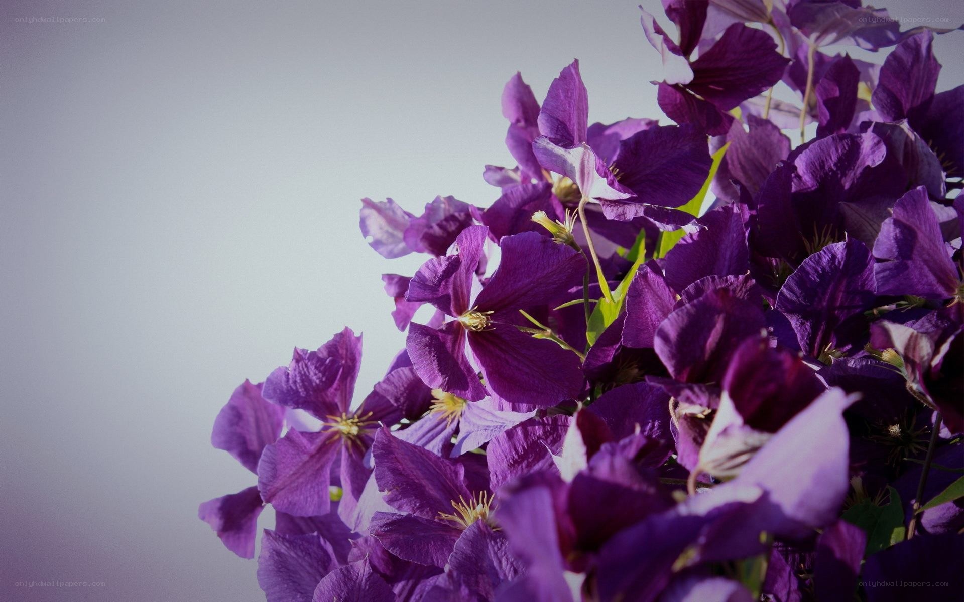 purple clematis flowers