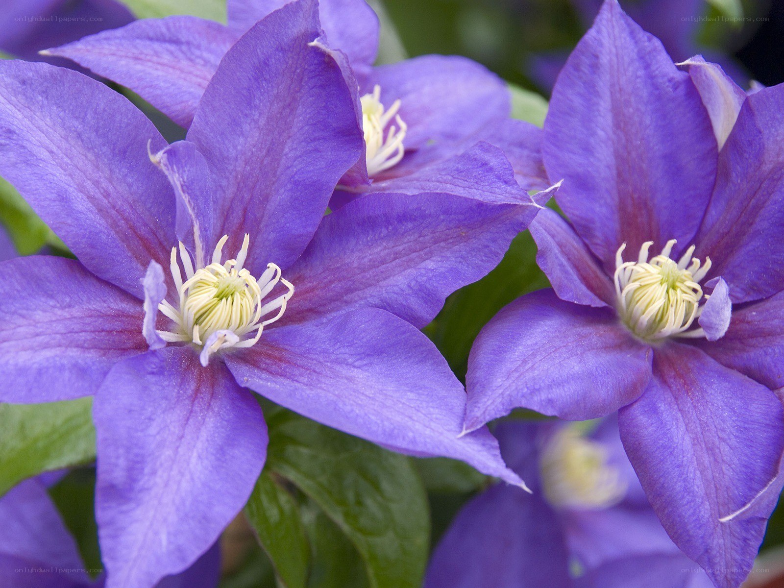 purple clematis flowers