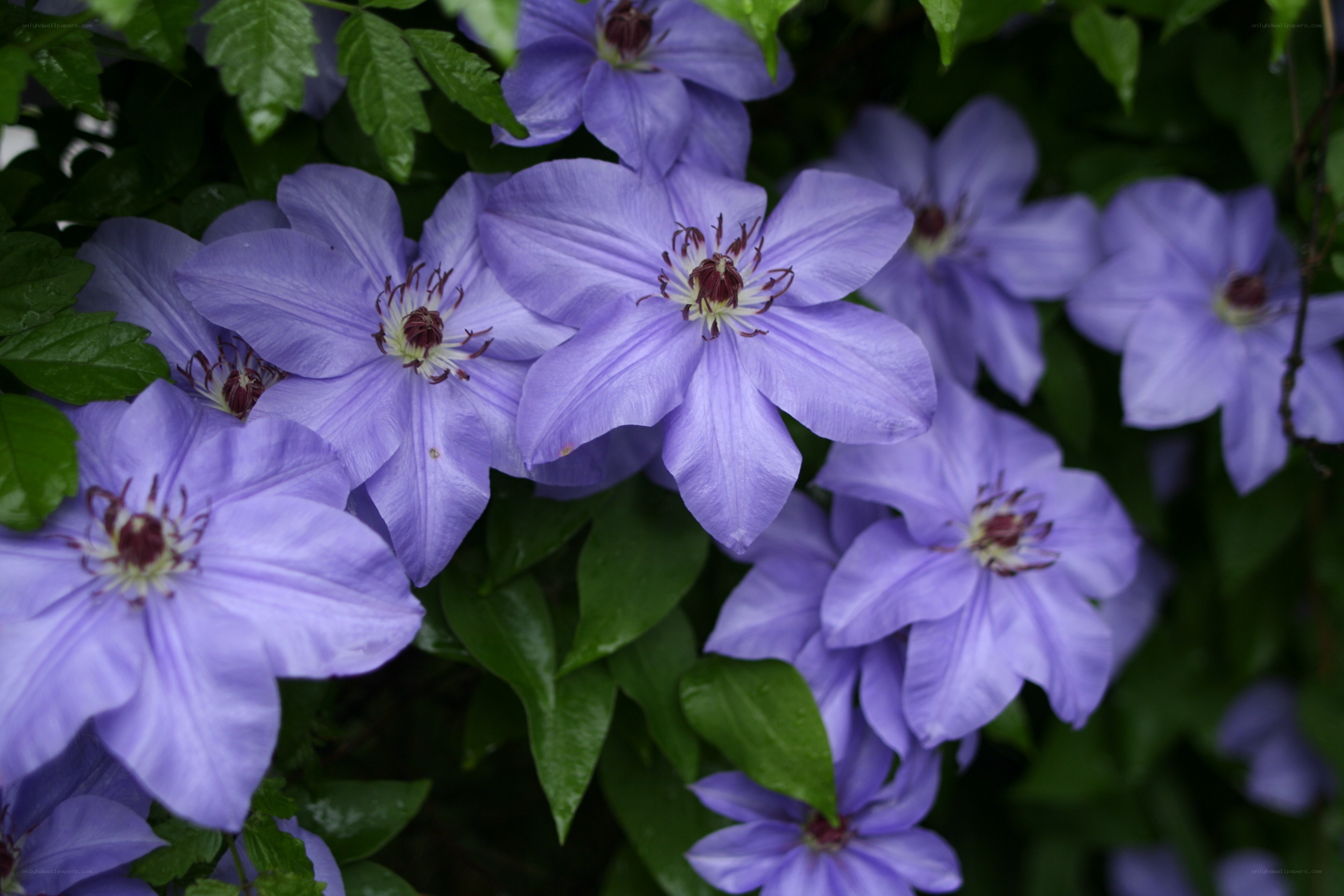 purple clematis flowers