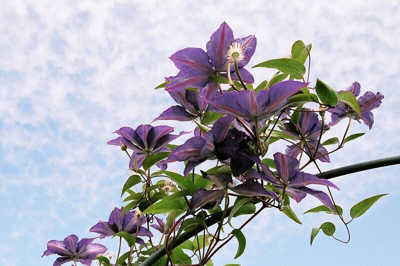 Purple clematis flowers against sky