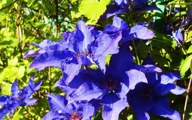 Purple Clematis Flowers — Blue, Bright