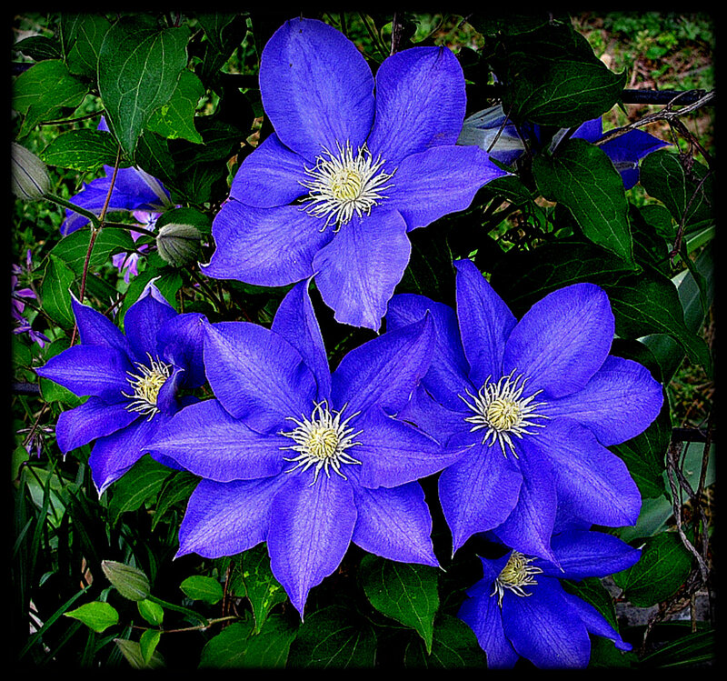 Purple Clematis Flowers — Blue