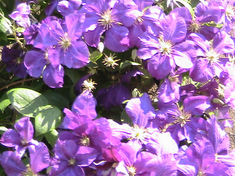 Purple Clematis Flowers — Calm, Afternoon