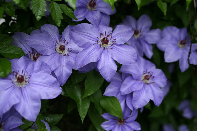 Purple Clematis Flowers — Calm, Photograph, Green Leaves