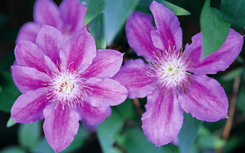 Purple Clematis Flowers — Calm, Photograph