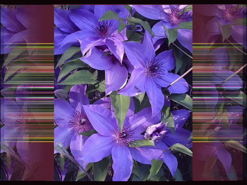 Purple Clematis Flowers — Calm, Spring, Photograph, Green Leaves
