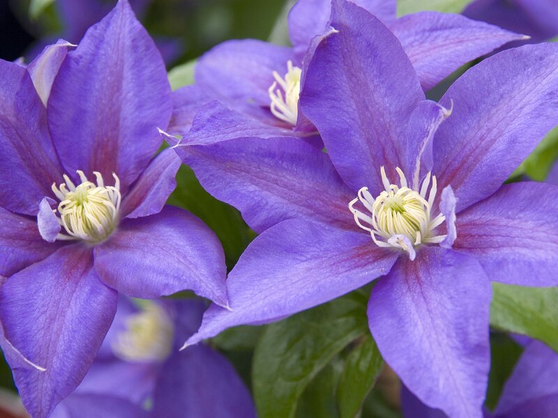 Purple Clematis Flowers — Calm, Spring, Photograph, Green Leaves, White
