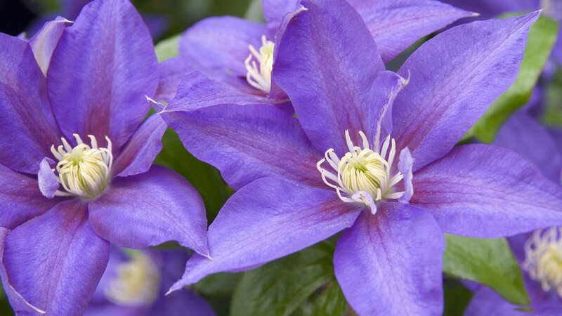 Purple Clematis Flowers — Calm, Spring, Photograph
