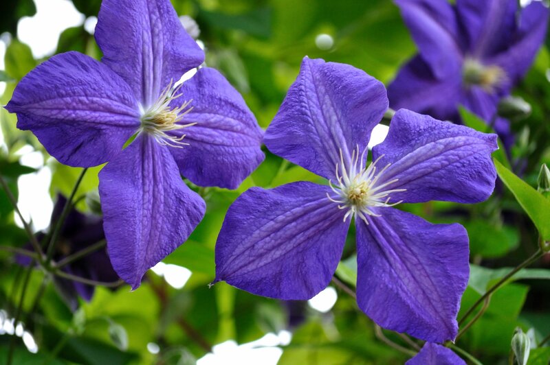 Purple Clematis Flowers — Calm, Spring