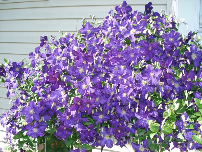 Purple Clematis Flowers — Calm, Summer, Photograph